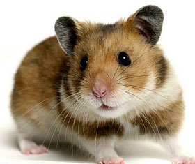 Pet hamsters Tooting